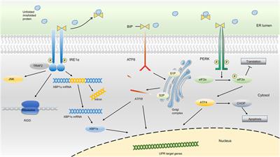 Endoplasmic Reticulum Stress: An Emerging Therapeutic Target for Intervertebral Disc Degeneration